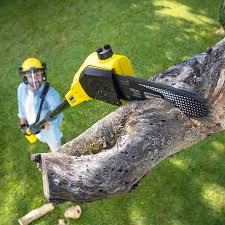 Best Tree Mulching  in Heathrow, FL