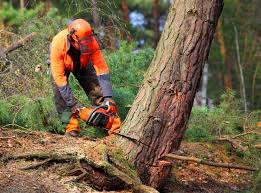 Best Tree Disease Treatment  in Heathrow, FL