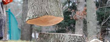 Best Arborist Consultation Services  in Heathrow, FL