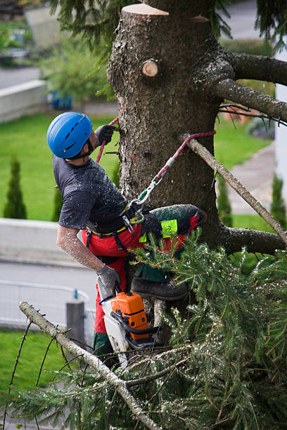 Best Lawn Maintenance Plans  in Heathrow, FL